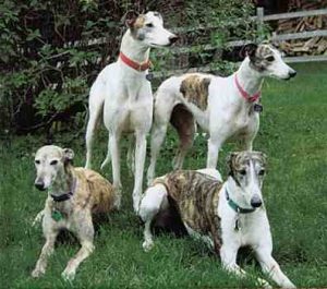 Retired greyhounds