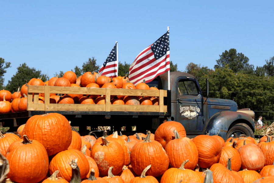 Pumpkin Patch at Southern Belle Farms in McDonough GA